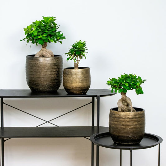  Lot De 2 - Ficus Ginseng - Bonsaï - Plantes D’intérieur - Dépolluante - Hauteur 20-30 Cm - Pot 12 Cm