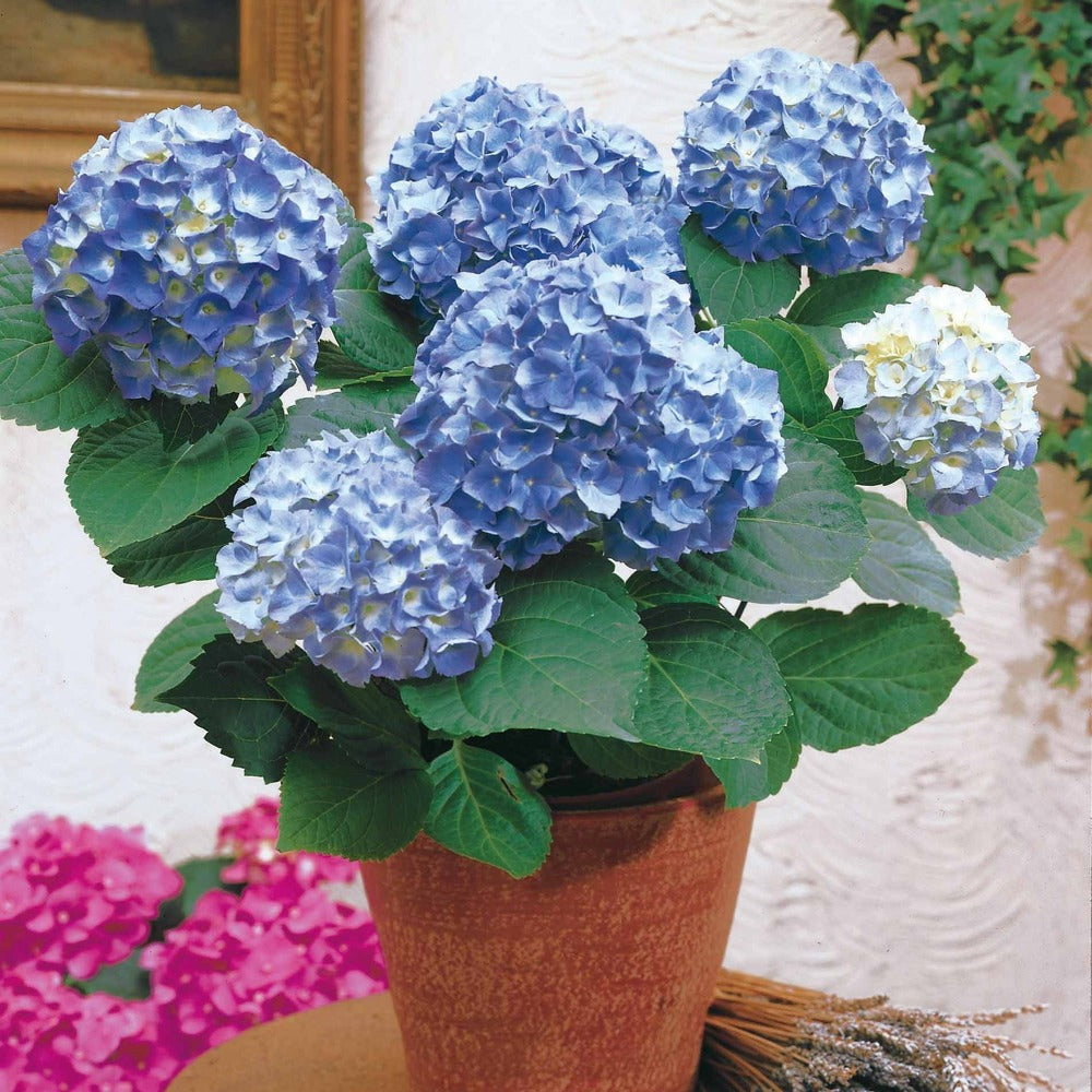 Hortensia Bleu - Le Pot / 1.3l / 3-5 Branches / Hauteur Livrée 15-20cm