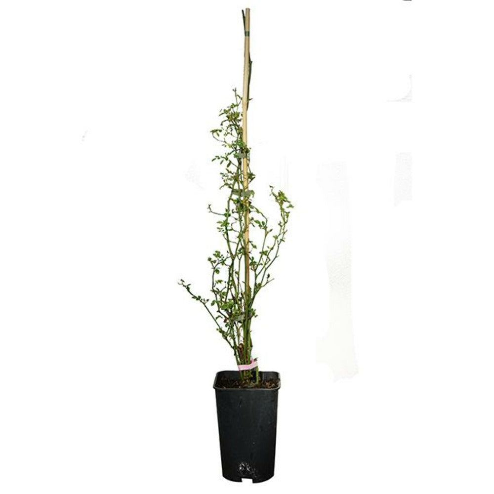  Rosier De Banks Rosea - Rosa Banksiae 3l - 60/90cm