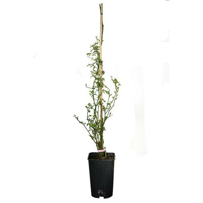  Rosier De Banks Rosea - Rosa Banksiae 3l - 60/90cm