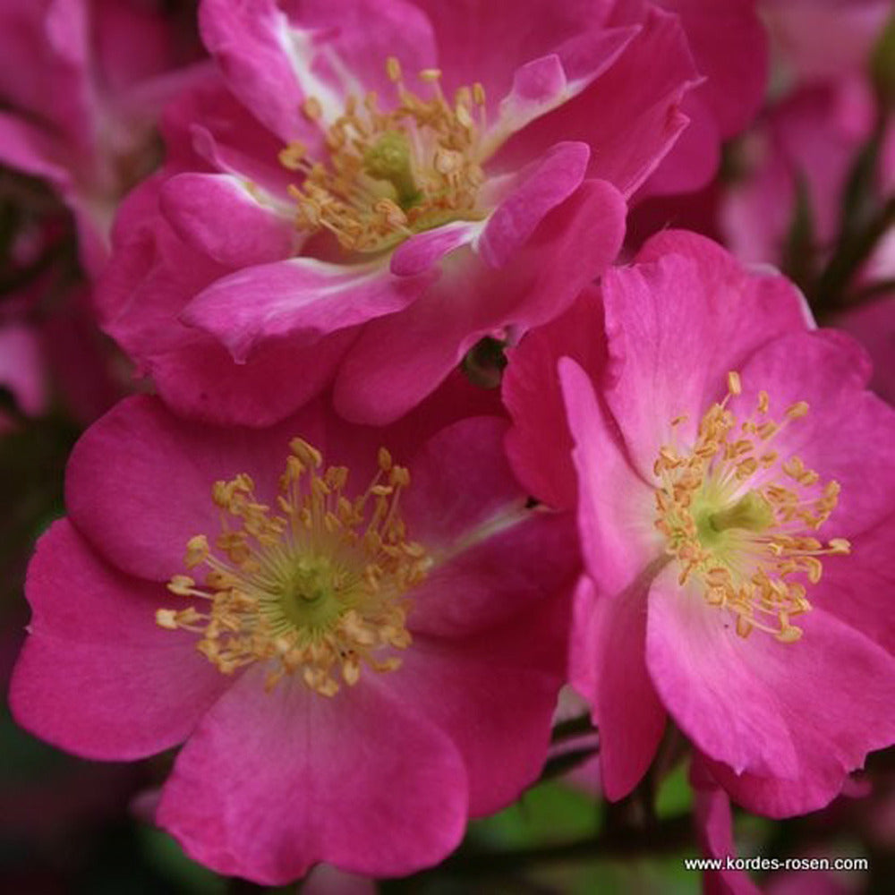 Kordes Nectar Rosier - Rosa 'lupo'®