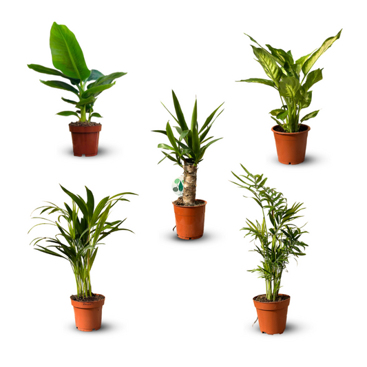  5x Mélange De Plantes D'intérieur - ↕ 30-40 Cm - ⌀ 12 Cm - Lot De 5 - Purificateur D'air