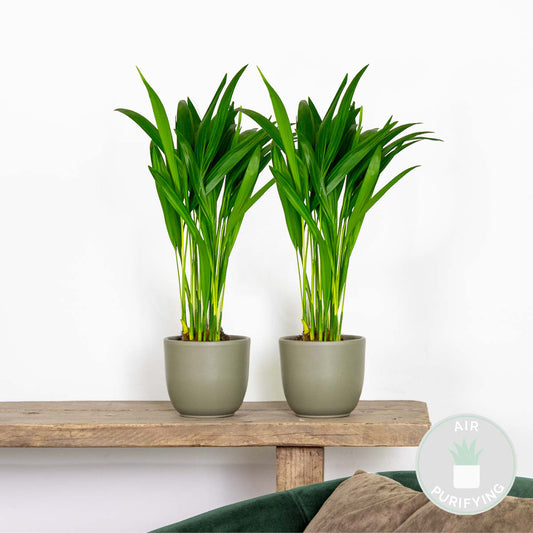 Lot De 2 - Dypsis Lutescens - Palmier Areca - Plantes D’intérieur - Hauteur 20-30 Cm - Pot 10,5 Cm