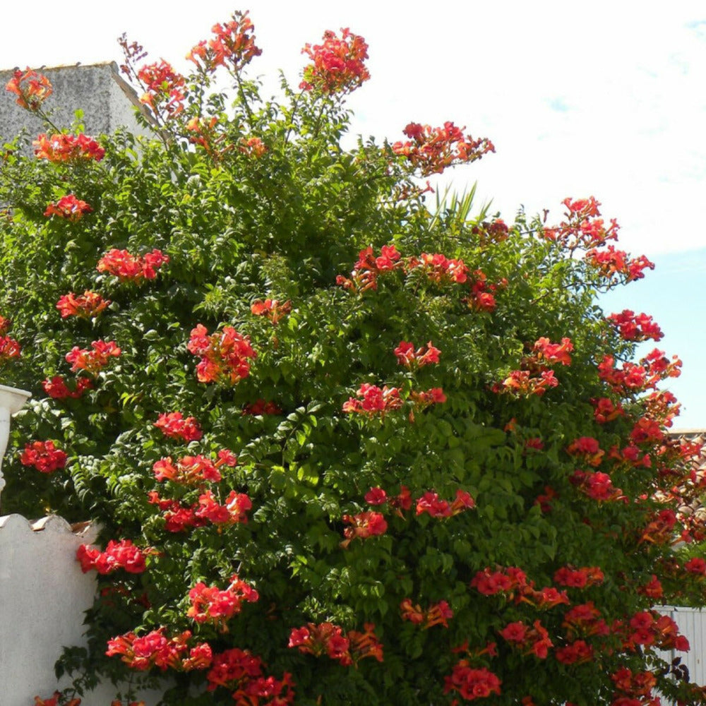  Bignone X Tagliabuana Madame Galen/[-]pot De 3l - Echelle Bambou 60/120 Cm