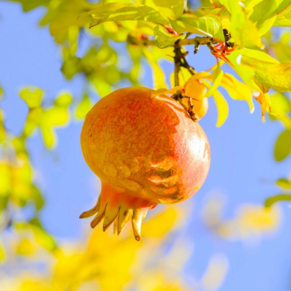  Grenadier Nain (punica Granatum 'chico')