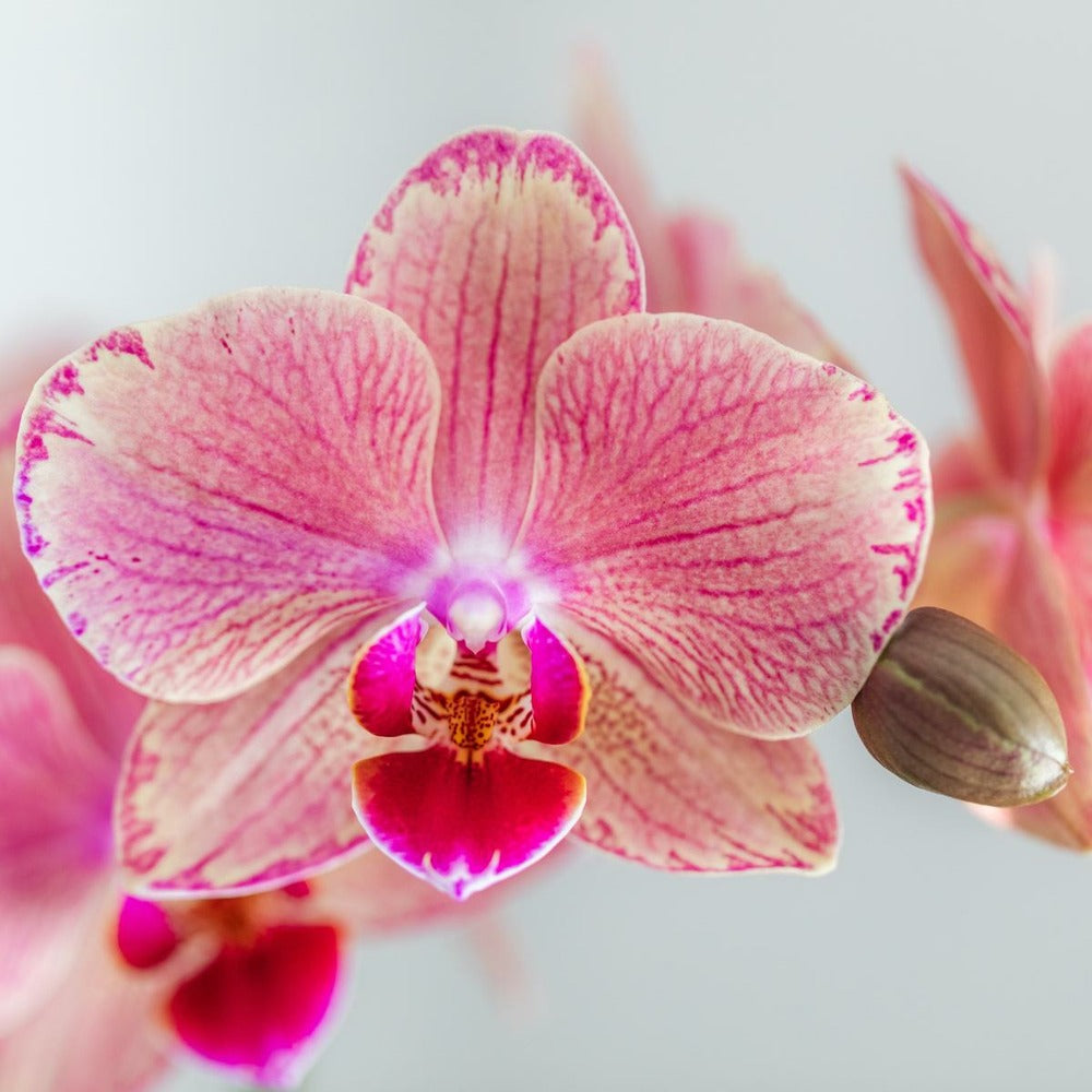  Offre Spéciale: 4 Orchidées Phalaenopsis Pirate Picotee Cm - Plante D'intérieur