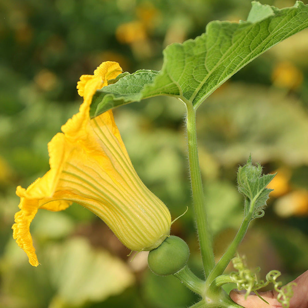  Courge Potiron Bleu De Hongrie - Graines Bio