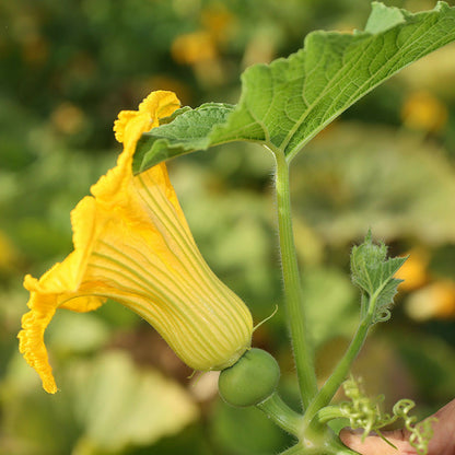  Courge Potiron Bleu De Hongrie - Graines Bio
