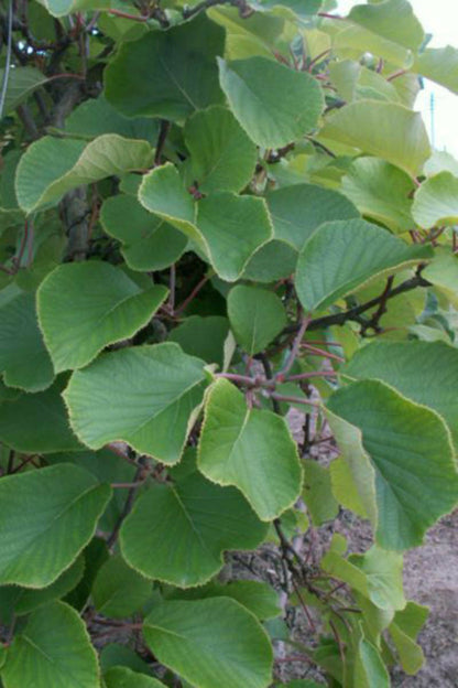  Kiwi Mâle 'tomuri ' Ab - En Pot De 1,5 Litres