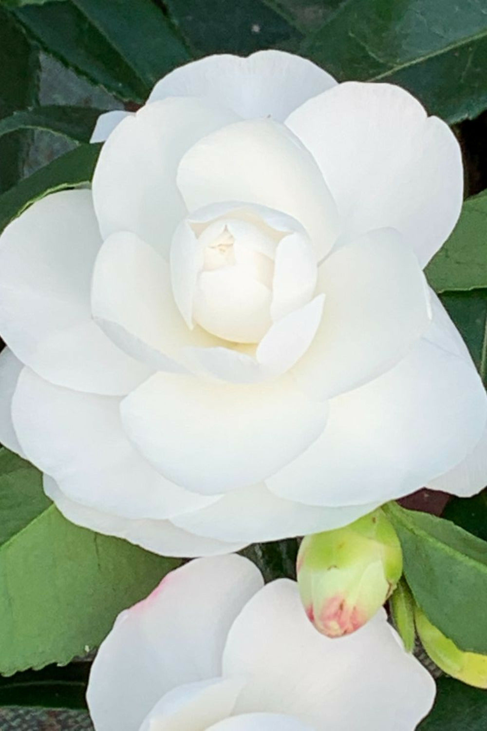  Camélia 'early Pearly' - En Pot De 4 Litres