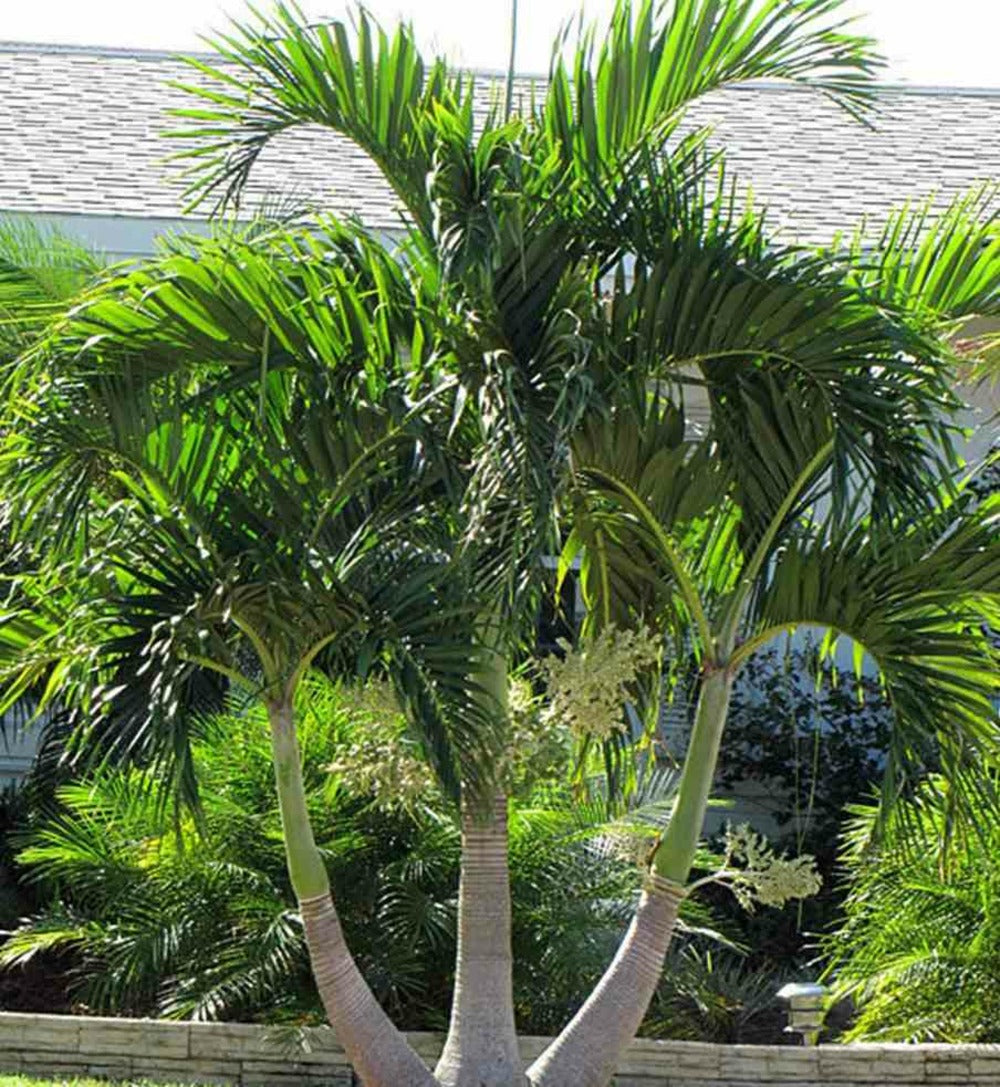  Adonidia Merrillii (veitchia Merrillii- Palmier De Manille) Spécimen - Pot De 45l Tronc Unique 225-250cm