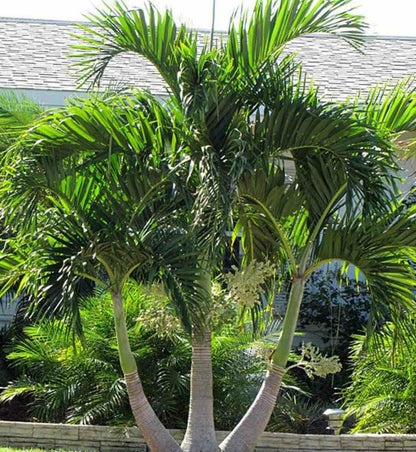  Adonidia Merrillii (veitchia Merrillii- Palmier De Manille) Spécimen - Pot De 45l Tronc Unique 225-250cm