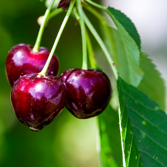  Prunus Avium Van - Cerisier 120 Cm En Pot