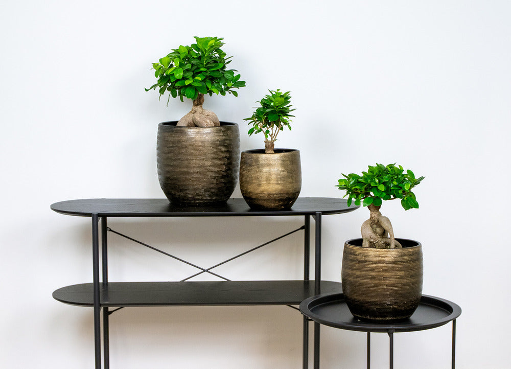  Ficus Ginseng - Bonsaï - Plantes D’intérieur - Dépolluante - 20-30 Cm De Haut - Pot 12 Cm