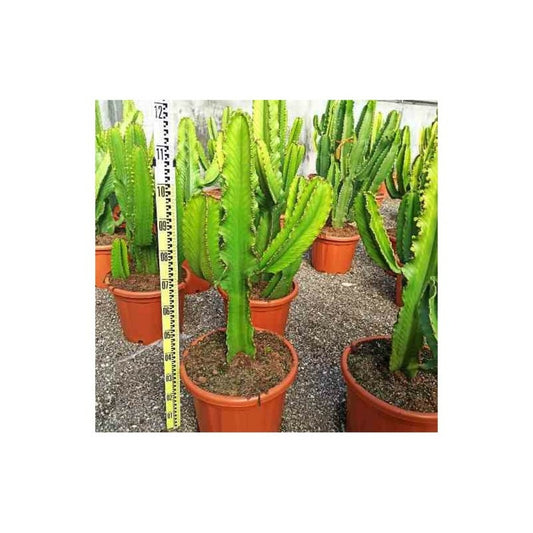  Euphorbia Ingens 'candelabrum' Pot De 4 Litres - 60/70 Cm
