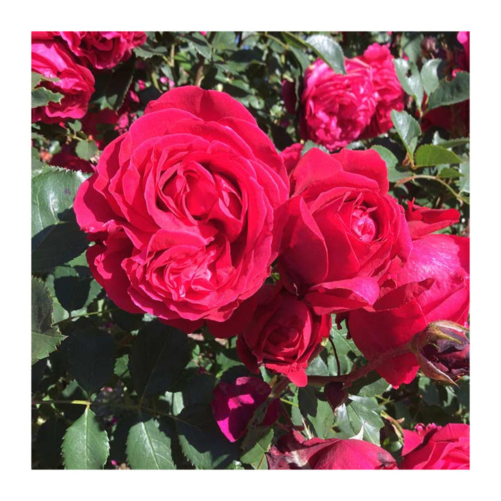  Rosier Grimpant Rouge Rose Du Val St Jean® Evevalrob