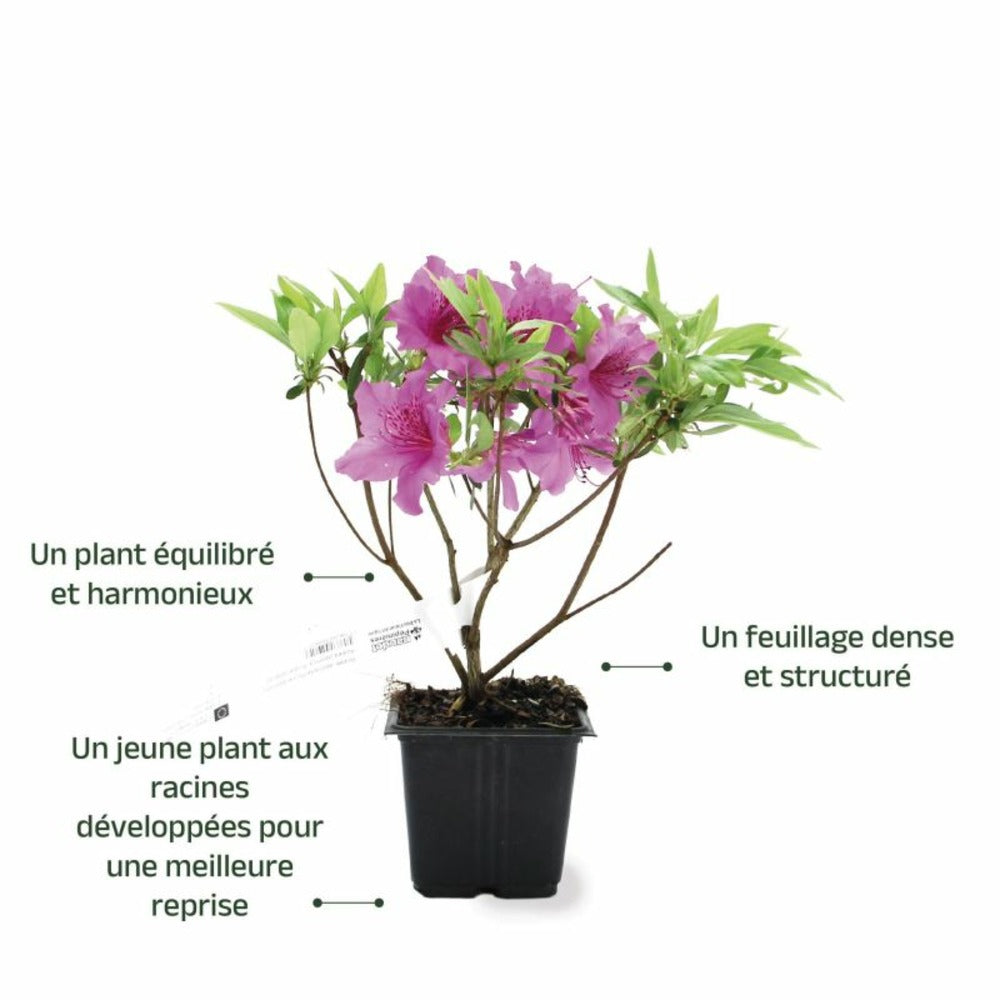  Rhododendron Du Japon 'purple Splendor' (azalea Japonica 'purple Splendor')