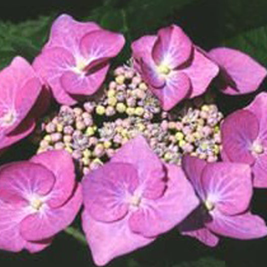  2 X Hortensia 'teller Rose' - Hydrangea 'teller Rose' - 25-30 Cm Pot