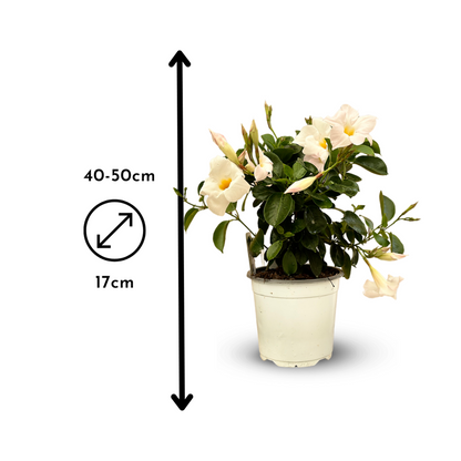  Dipladenia Touffe - Plante Fleurie - ↕ 40-50 Cm - ⌀ 17 Cm - Plante D'intérieur & Extérieur - Fleur Blanche