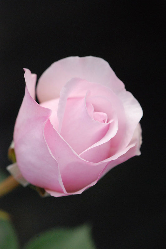  Rosier David Austin 'olivia Rose' ? - En Pot De 5 Litres