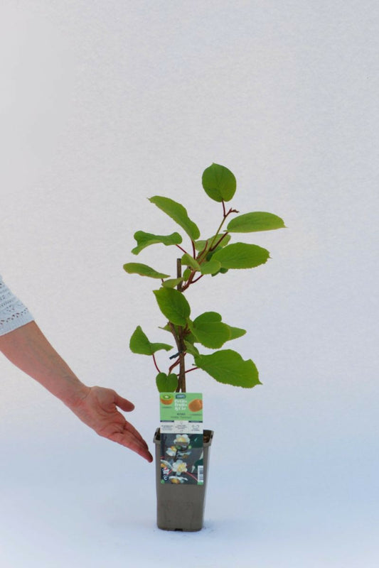  Kiwi Mâle 'tomuri ' Ab - En Pot De 1,5 Litres