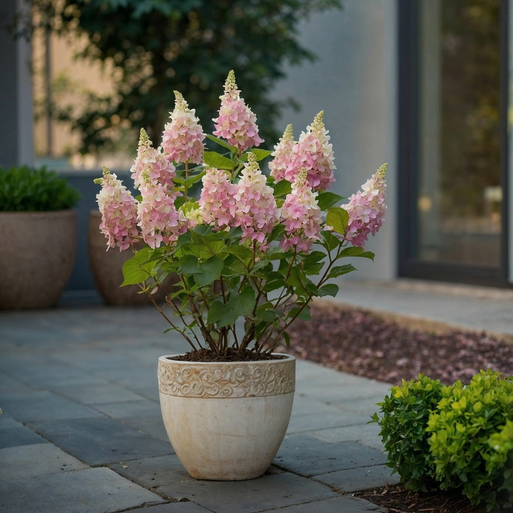  Hortensia - Hydrangea Paniculata 'pinky Winky' - Hauteur 25-40cm - ⌀19cm