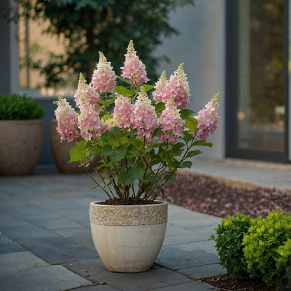 Hortensia - Hydrangea Paniculata 'pinky Winky' - Hauteur 25-40cm - ⌀19cm
