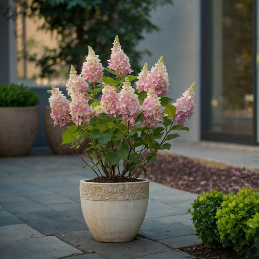  Hortensia - Hydrangea Paniculata 'pinky Winky' - Hauteur 25-40cm - ⌀19cm