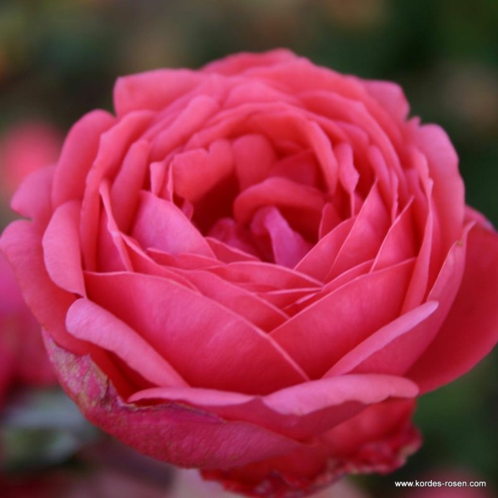  Kordes Parfuma® Rosier - Rosa 'garten Princess Marie José'®