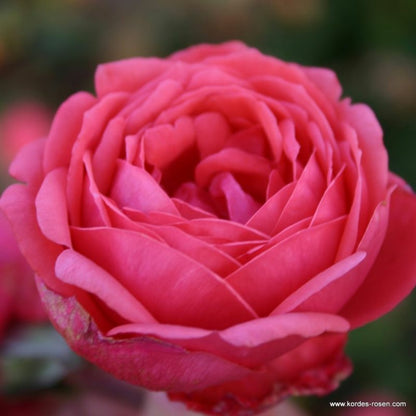  Kordes Parfuma® Rosier - Rosa 'garten Princess Marie José'®