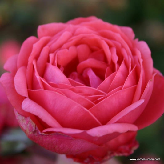  Kordes Parfuma® Rosier - Rosa 'garten Princess Marie José'®