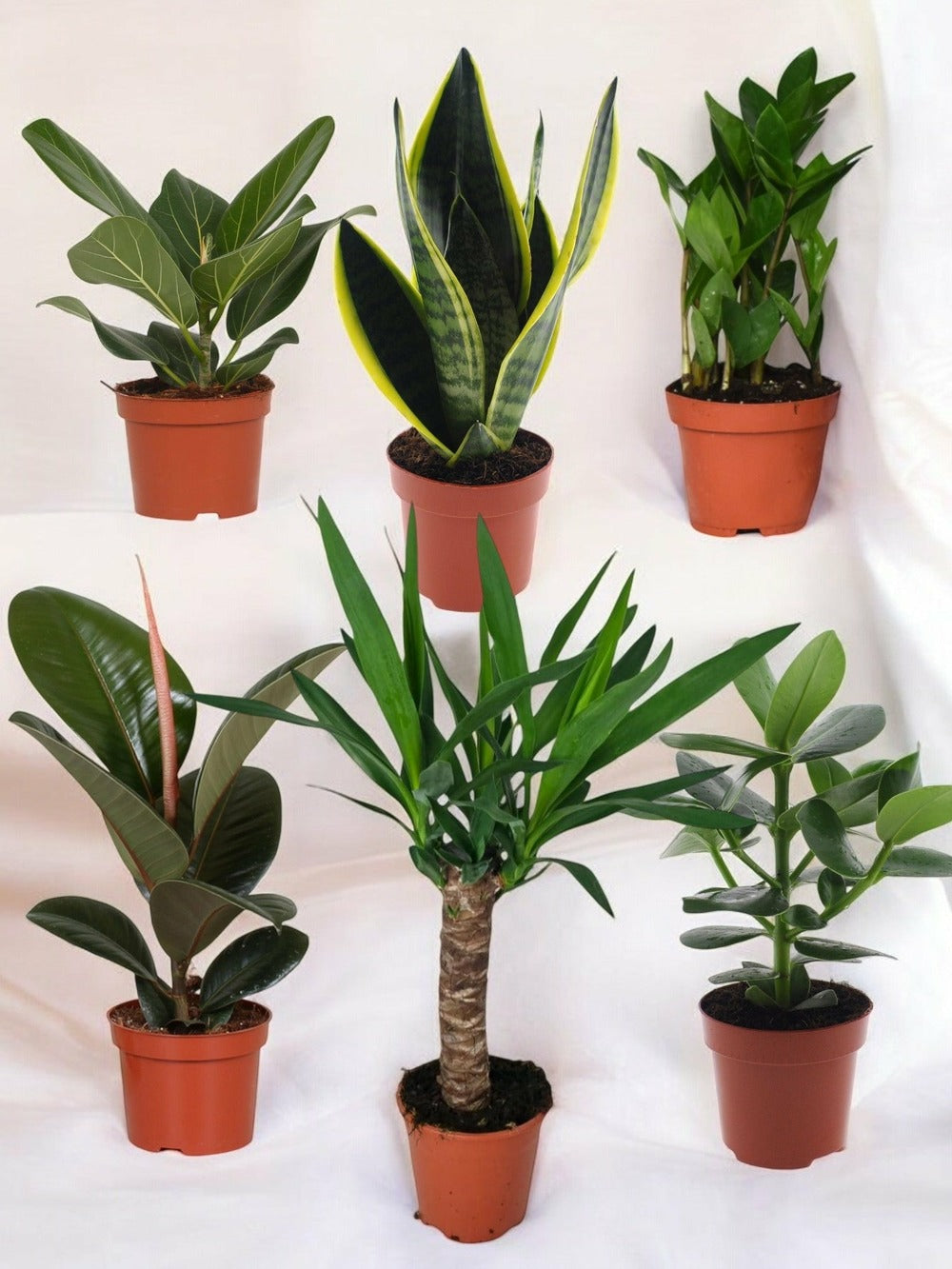  Pack De 6 Plantes Faciles D'entretien