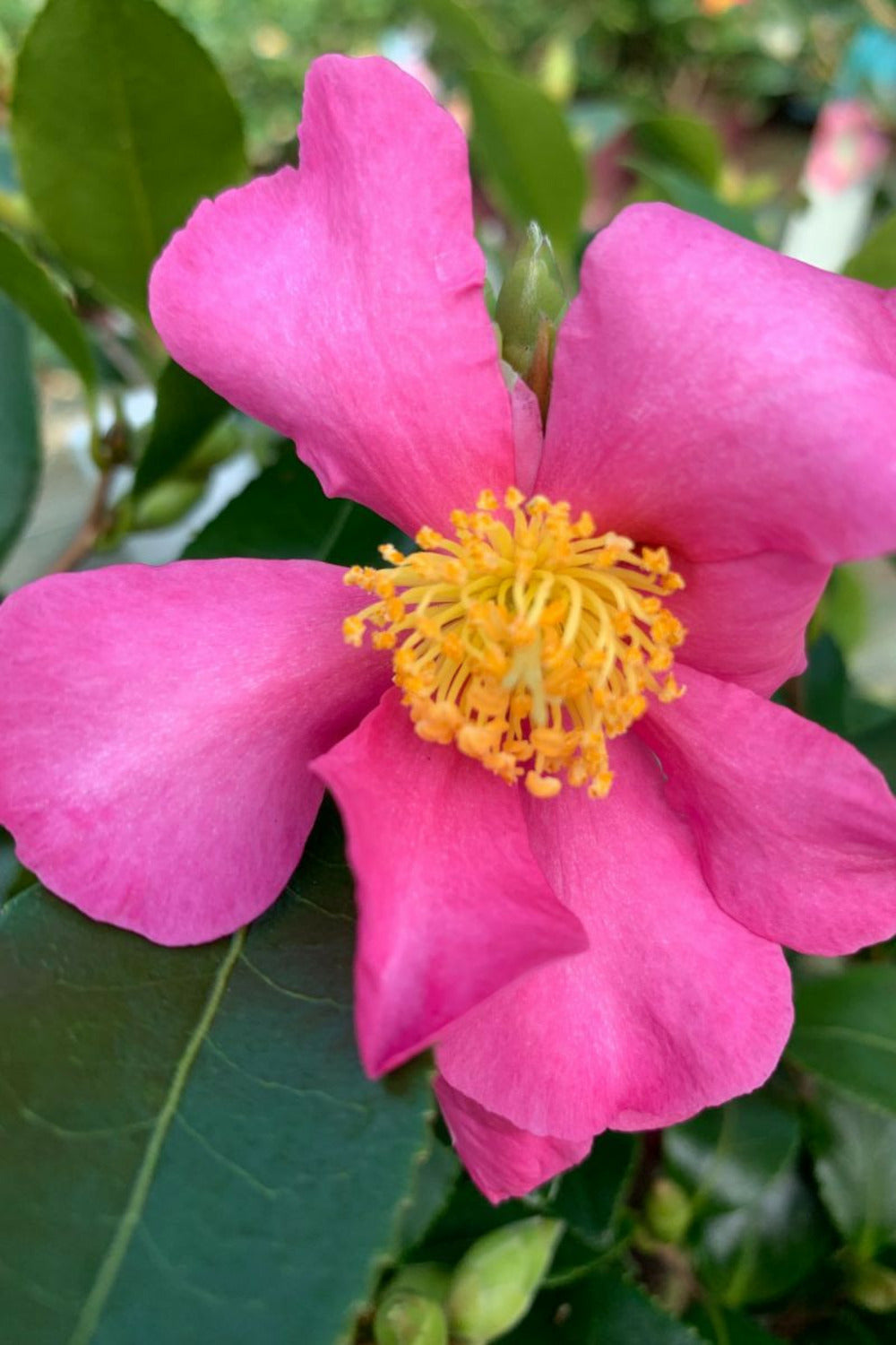  Camélia 'hugh Evans' - En Pot De 1 Litre