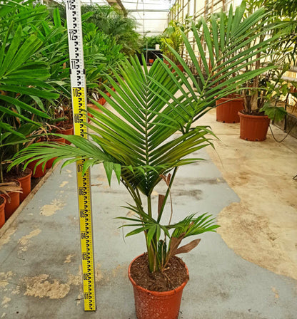  Archontophoenix Alexandrae (palmier Royal) Spécimen Pot De 140l - 200/250cm