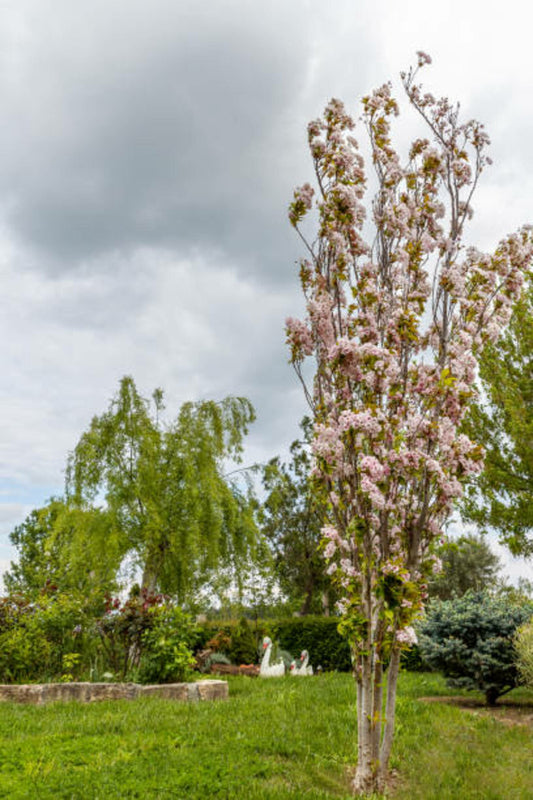  Prunus Serrulata Amanogawa C30l Tige-6/8