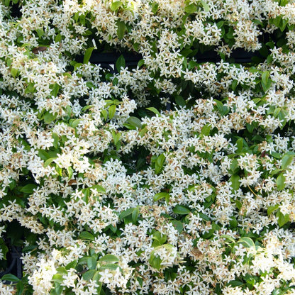  Jasmin étoilé - Le Pot / 2l / Hauteur Livrée 40-50cm