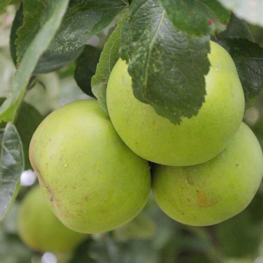  Pommier Reinette Du Mans/[-]pot De 12l - 1/2 Tige - 150/175 Cm