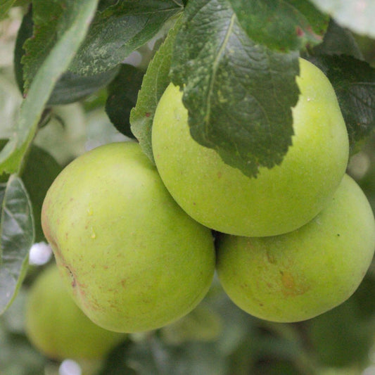  Pommier Reinette Du Mans/[-]pot De 12l - 1/2 Tige - 150/175 Cm
