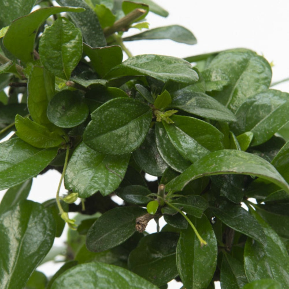  Bonsaï - Carmona Microphylla - Hauteur 25-30cm - ⌀15cm