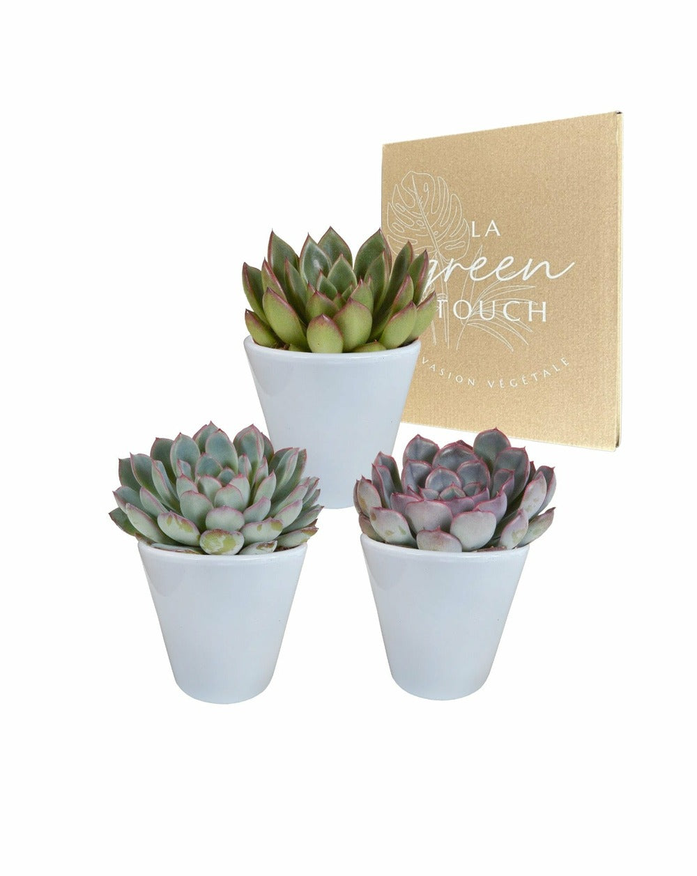  Trio D'echeveria Et Leurs Caches-pots Blancs H15cm