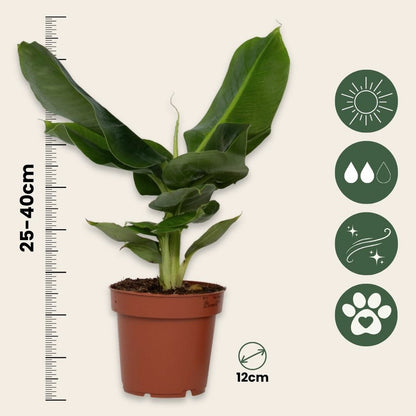  Bananaier Nain - Set De 2 - Musa 'oriental Dwarf' - Hauteur 25-40cm - ⌀12cm