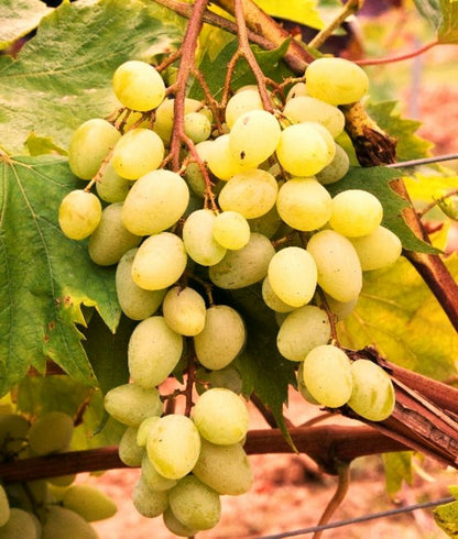  Vigne DATTIER DE ST VALLIER-résistant-Conteneur 2L-Taille 90cm-vendu à L'unité