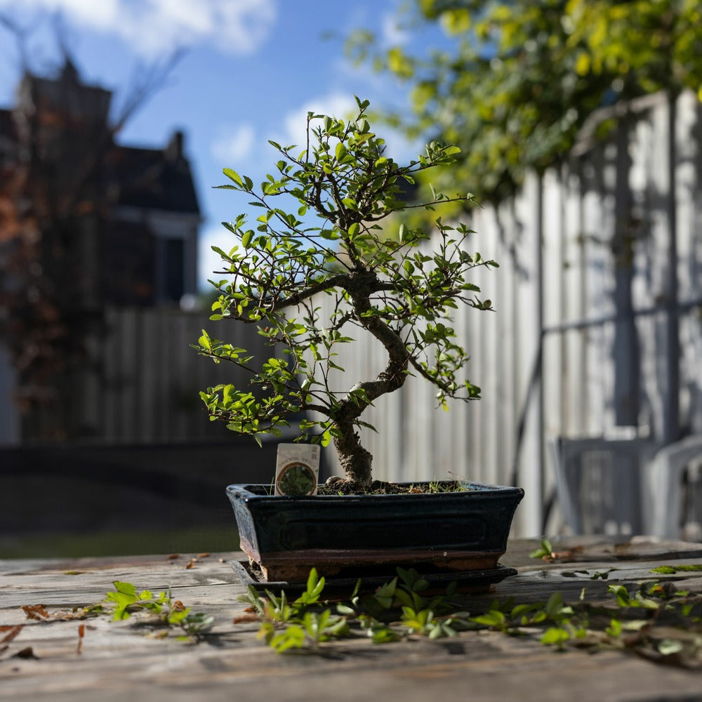  Bonsaï - Carmona Microphylla - Hauteur 20-30cm - ⌀15cm