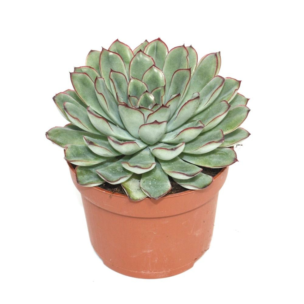  Echeveria Pulidonis - Grande Plante En Pot De 12 Cm