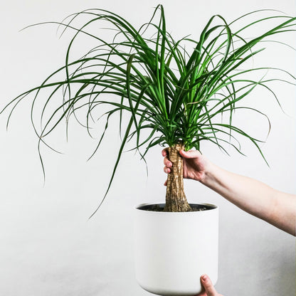  Pied D'éléphant - Beaucarnea 'recurvata' - Hauteur 60-70cm - ⌀21cm