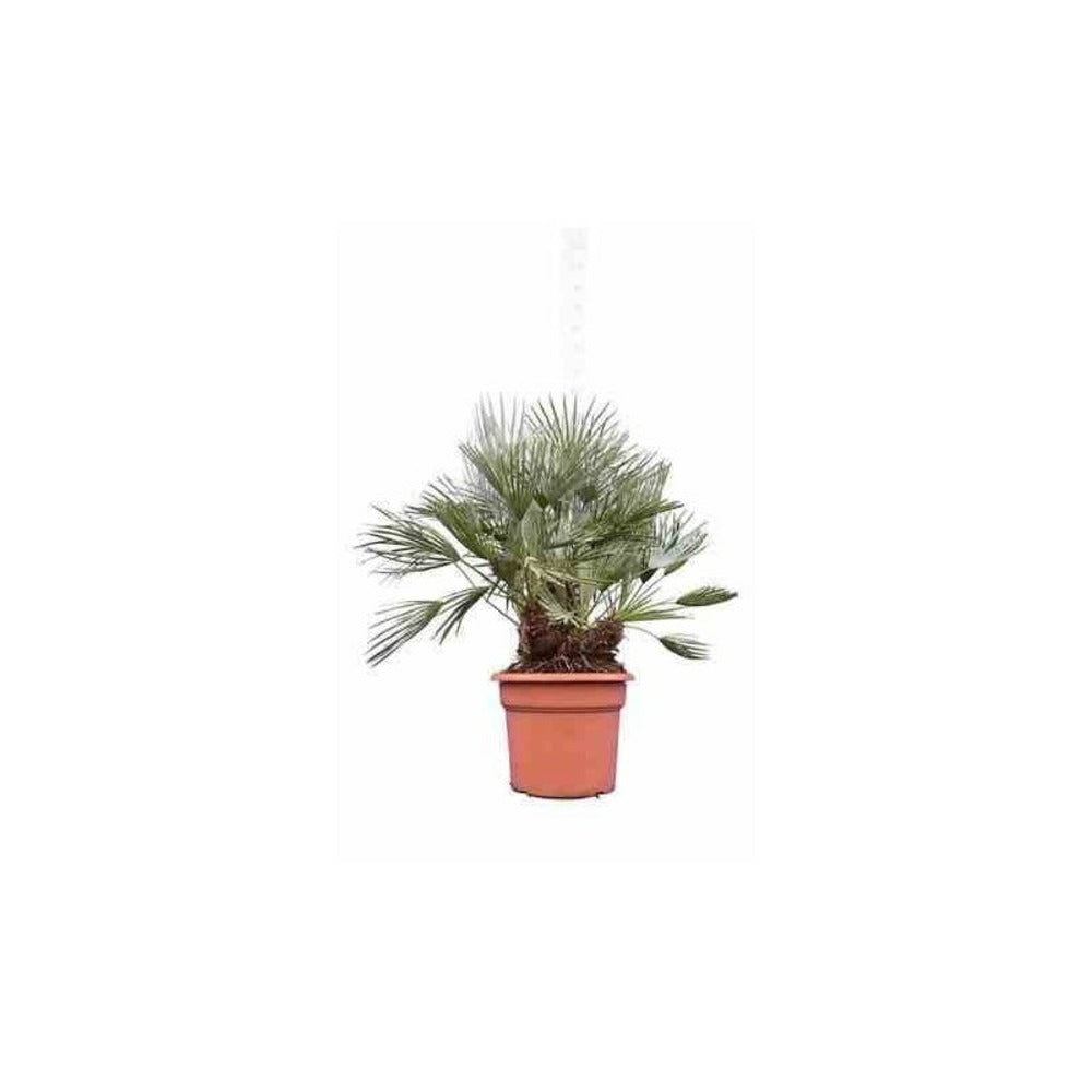  Chamaerops Humilis Var. Cerifera (palmier Doum Bleu) Spécimen- Pot De 180l 175/200cm