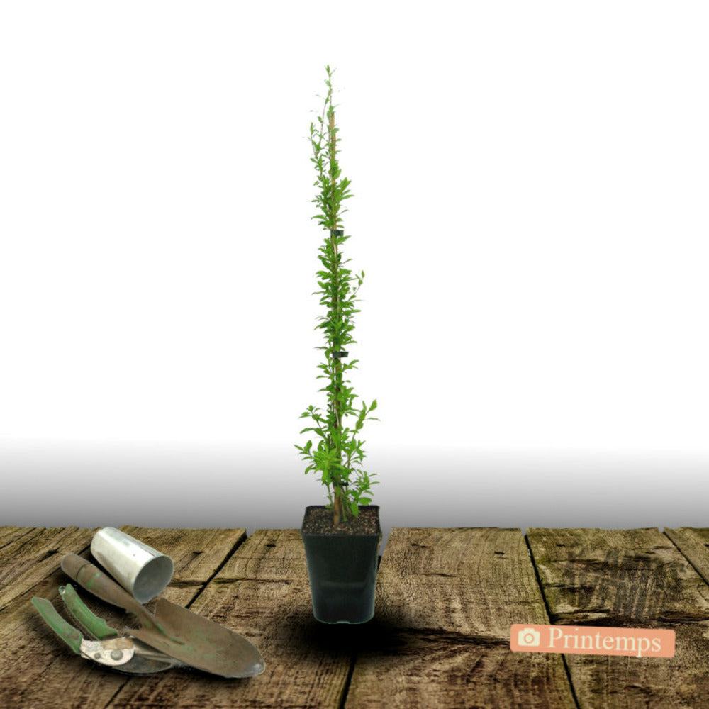  Baie De Goji Princess Tao® 'fpw03'/[-]pot De 3l - Echelle Bambou 60/120 Cm