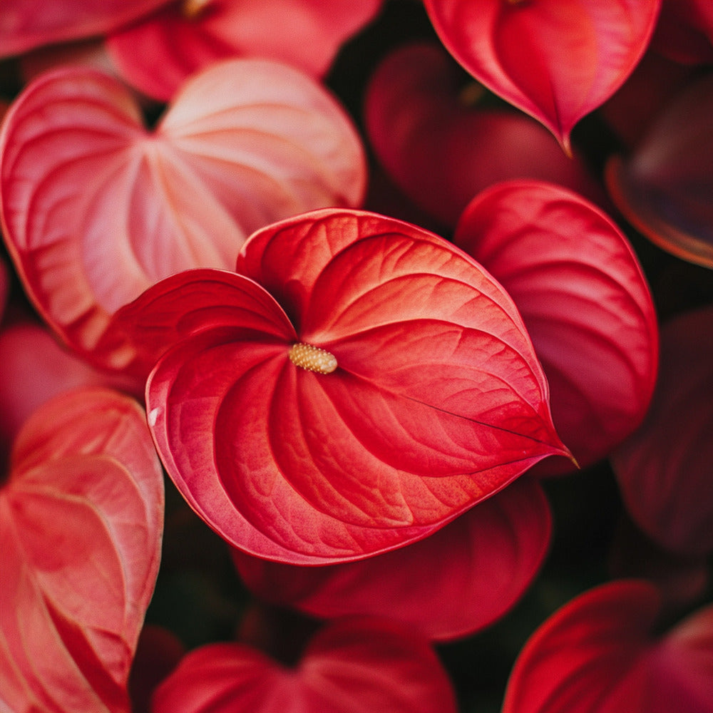  Langue De Feu - Anthurium 'royal Champion' - Hauteur 35-45cm - ø12cm