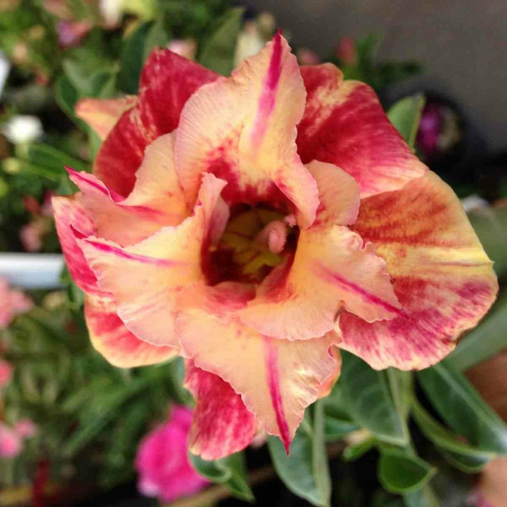  Adenium Obesum Cv.maree R Couleur Floraison:orange - Caudex D'environ 2000g 25/30cm Très Gros Caudex