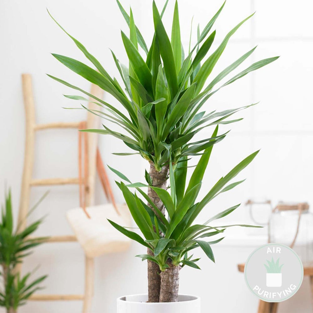  Yucca Elephantipes - Yucca Pied D’éléphant - Plante D’intérieur - 60-70 Cm De Haut - Pot 17 Cm